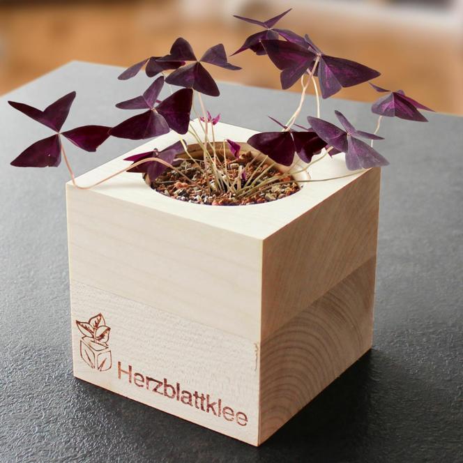 Ecocube Herzblattklee