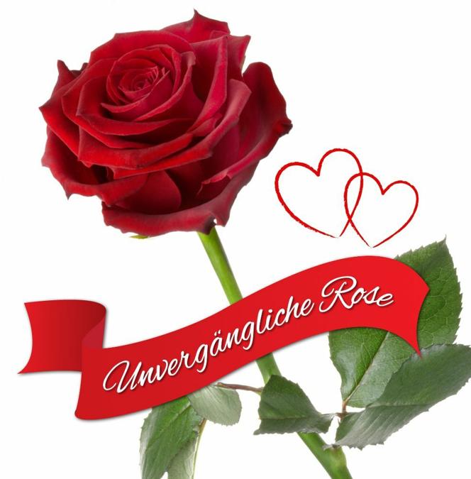 Unvergängliche Rose - Das besondere Geschenk