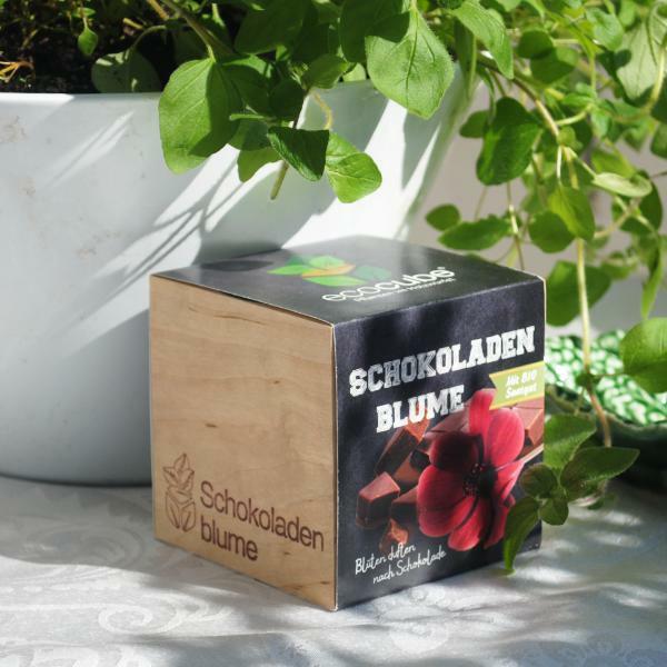 EcoCube "Schokoladenblume" Classic