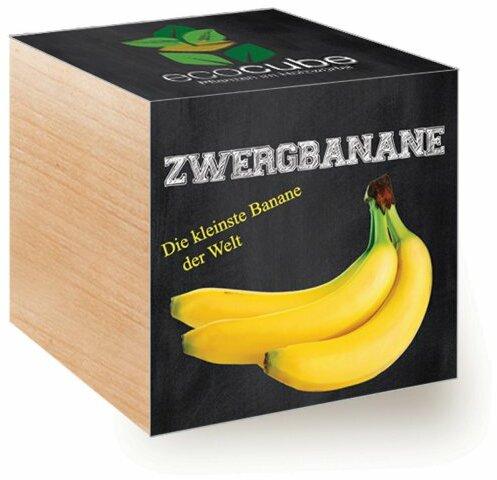 EcoCube Zwergbanane