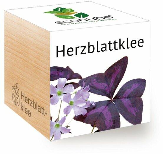 EcoCube Herzblattklee