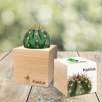 EcoCube Kaktus