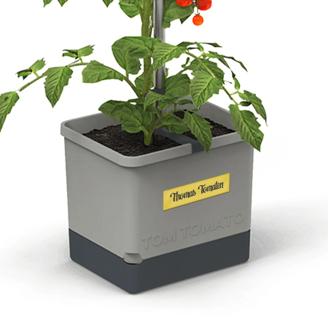 Pflanzkasten -Tom Tomato mit Personalisierung
