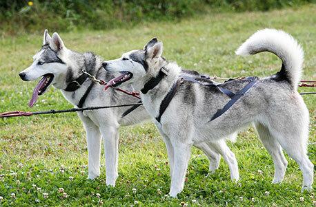 Husky Sommer Workshop