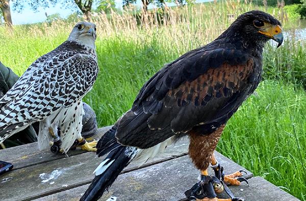 Spaziergang mit Greifvogel auf dem Arm