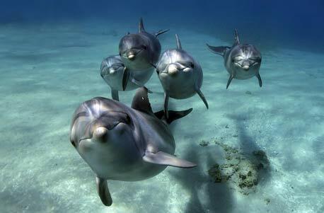 Delphinschwimmen am Roten Meer
