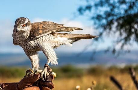 Falkner Erlebnis Schweiz