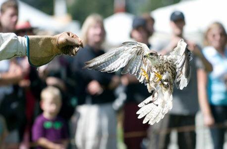 Falkner Erlebnis Schweiz