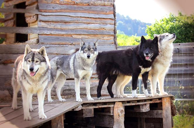 Husky Erlebnis Dietfurt a.d. Altmühl