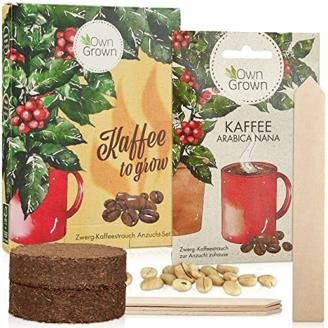 Kaffee Geschenk Set: Kaffee Geschenkset mit Kaffeestrauch Samen für ca. 5 schöne Kaffee Zimmerpflanzen – Züchte eigene Kaffee Bohnen – Kaffee Pflanze für Balkon und Haus – OwnGrown Kaffee Geschenke
